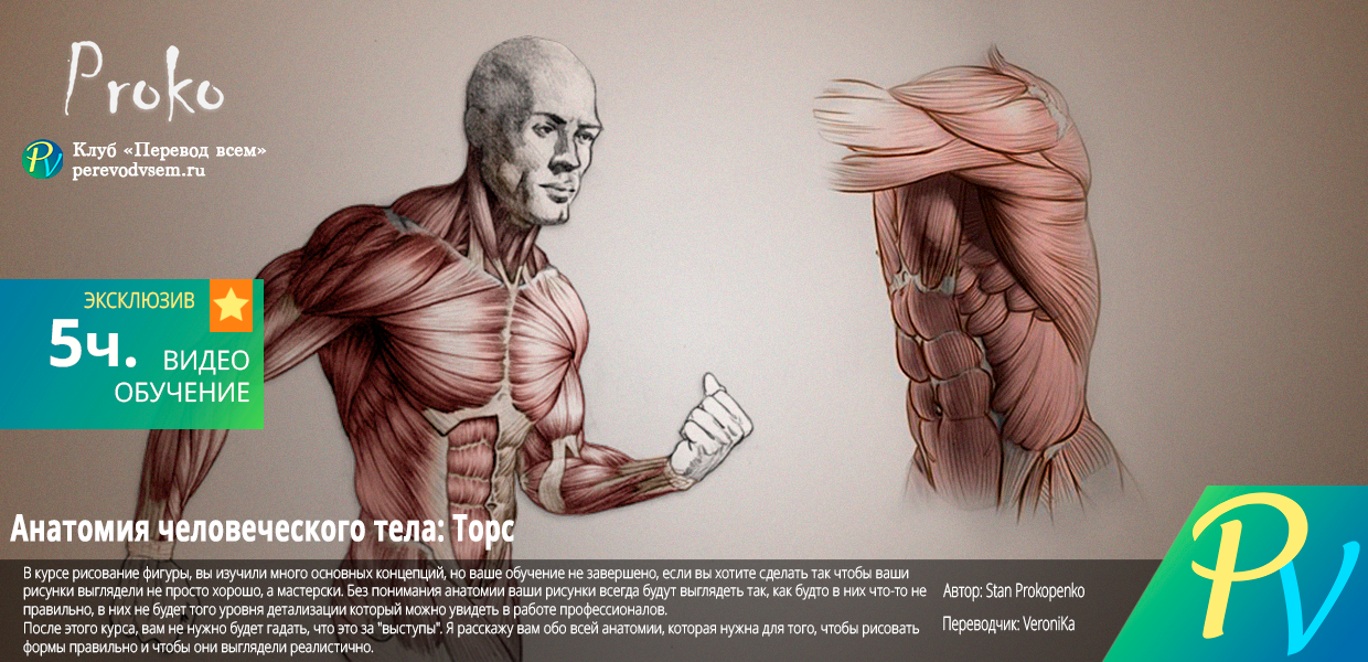 Anatomy-of-the-Human-Body-Torso.png