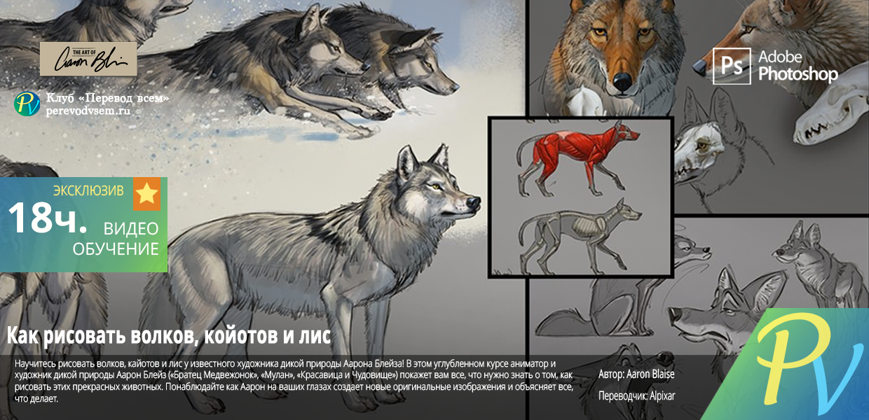 How-to-Draw-Wolves-Coyotes--Foxes.png