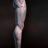 [Digital Tutors] Sculpting Human Legs in ZBrush [ENG-RUS]
